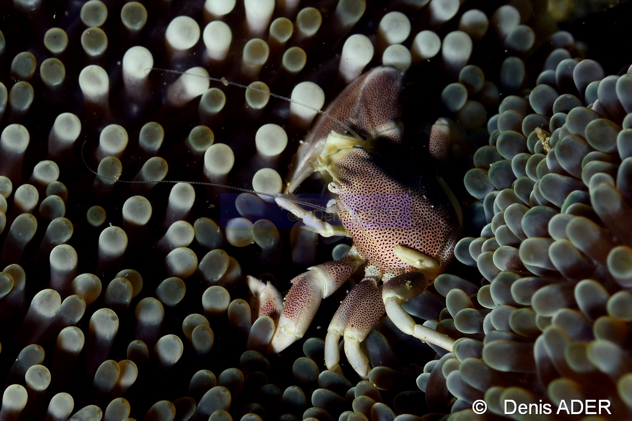 Neopetrolisthes maculatus-Wakatobi Pasar wajo Beach-21m-20180602-Denis-ADER-DSC_3187_tn.jpg
